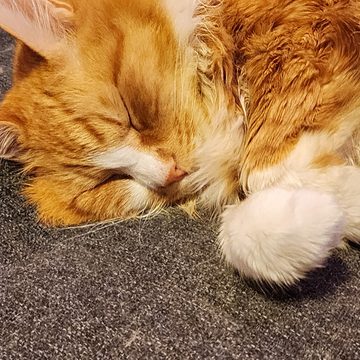 Zen — a sleeping ginger cat, curled up with one paw tucked in